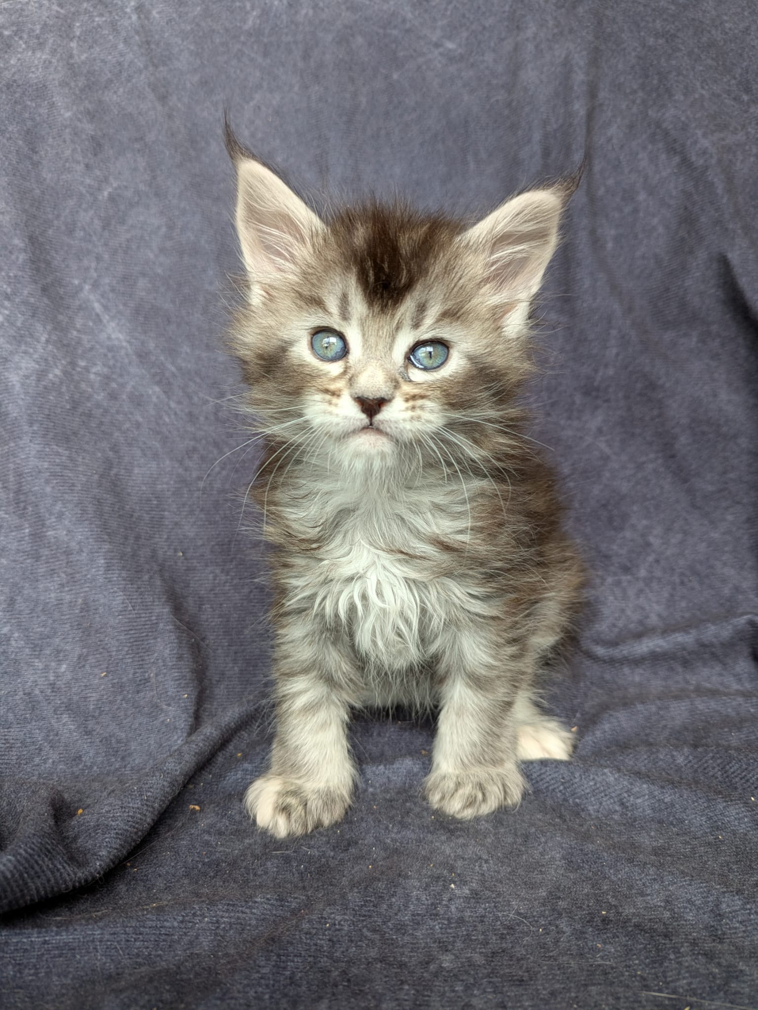 Black Silver Tortie Maine Coon female / Located in Ottawa