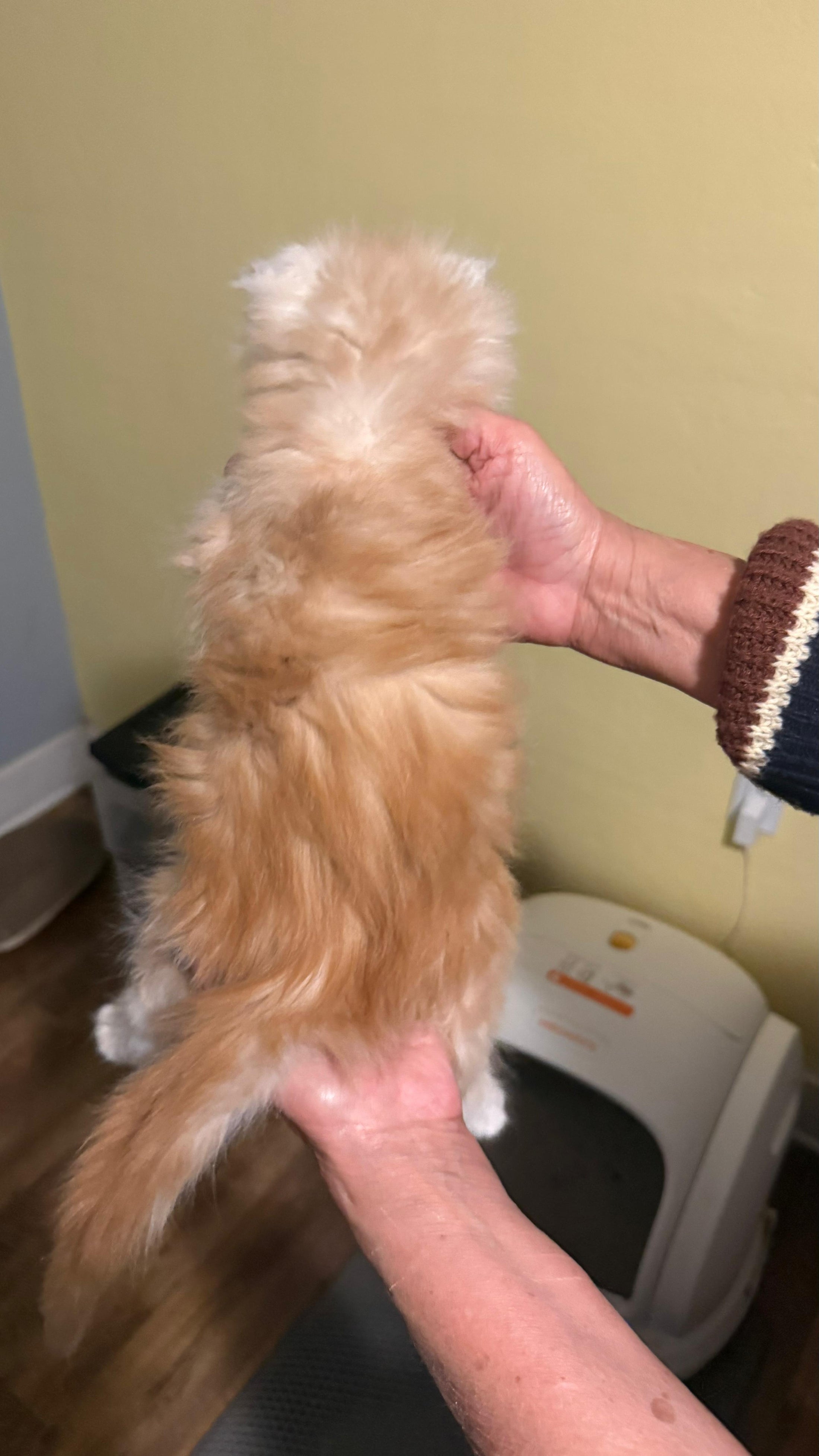 Red Silver Maine Coon Polydactyl male / Located in Rochester area, US