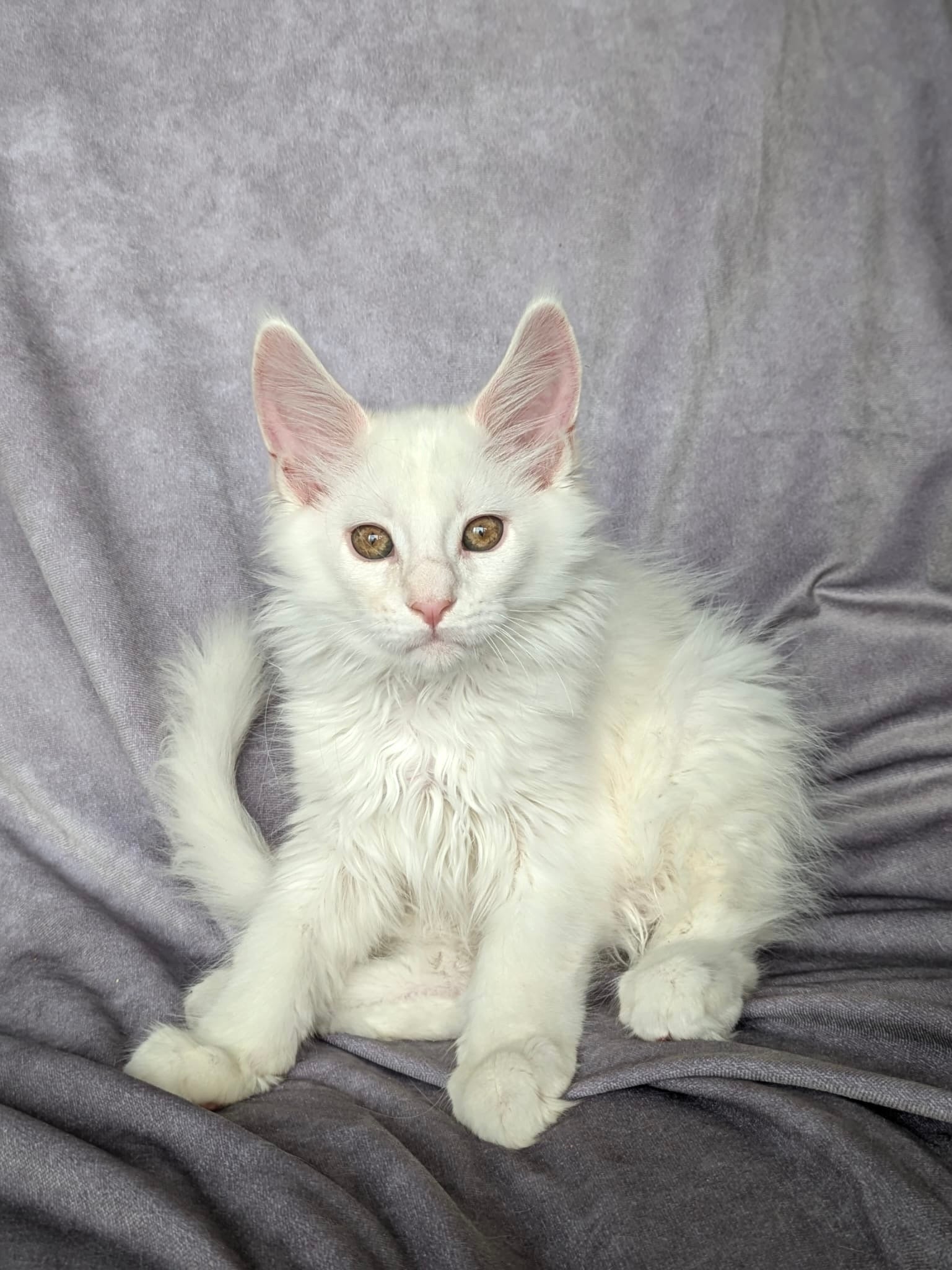 Red Shaded Maine Coon male / Located in Ottawa