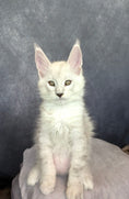 Load image into Gallery viewer, Black Silver Shaded Maine Coon male / Located in Ottawa
