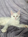 Load image into Gallery viewer, Red Shaded Maine Coon male / Located in Ottawa
