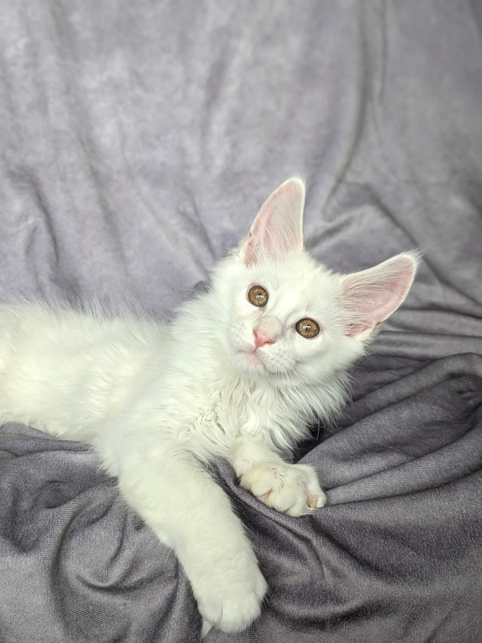 Red Shaded Maine Coon male / Located in Ottawa