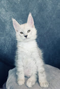 Load image into Gallery viewer, Black Silver Shaded Maine Coon male / Located in Ottawa

