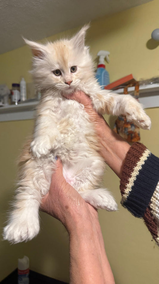 Red Silver Maine Coon Polydactyl male / Located in Rochester area, US