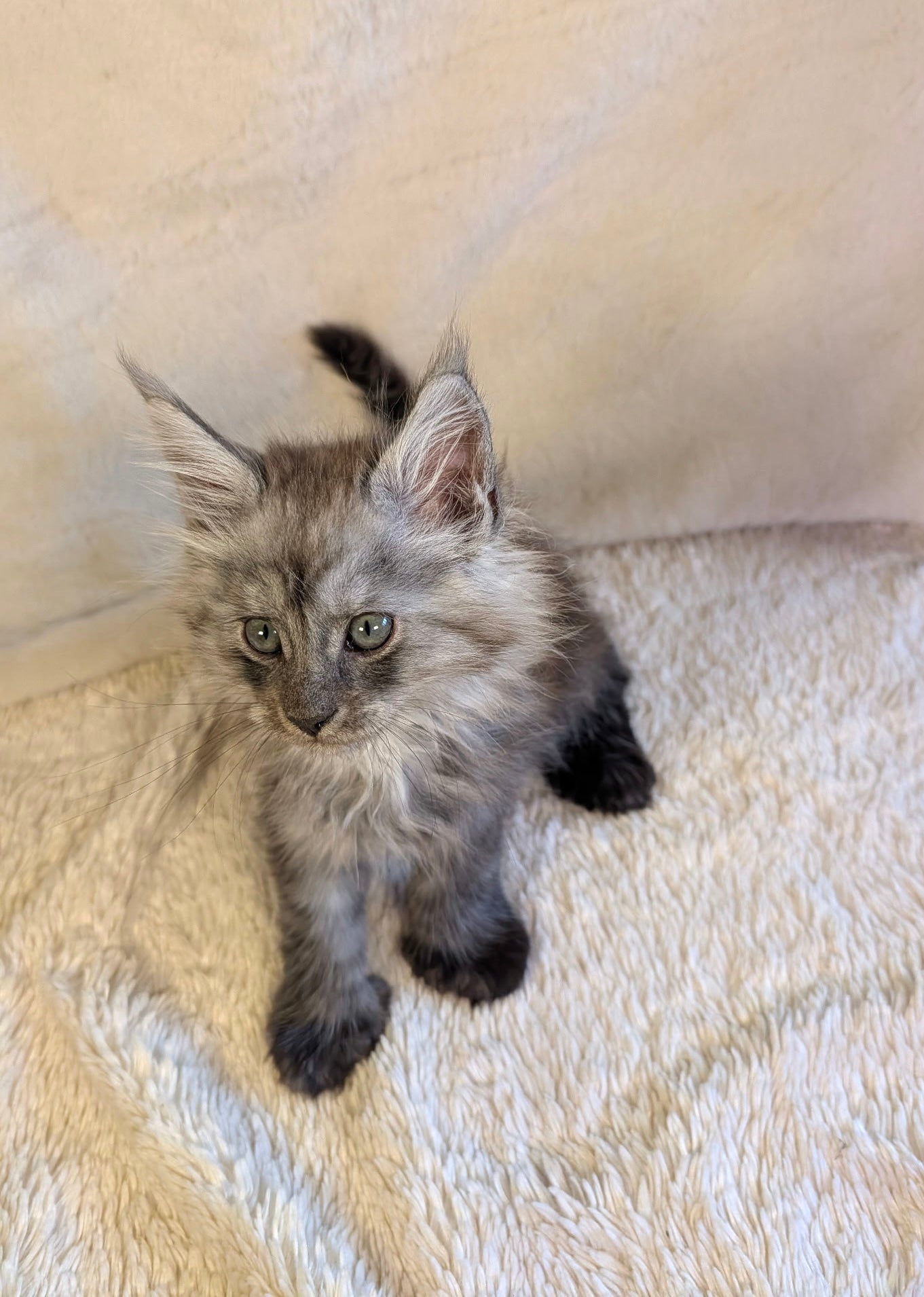 Black Smoke Maine Coon Polydactyl male 2 - located in Toronto area