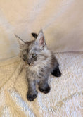 Load image into Gallery viewer, Black Smoke Maine Coon Polydactyl male 2 - located in Toronto area
