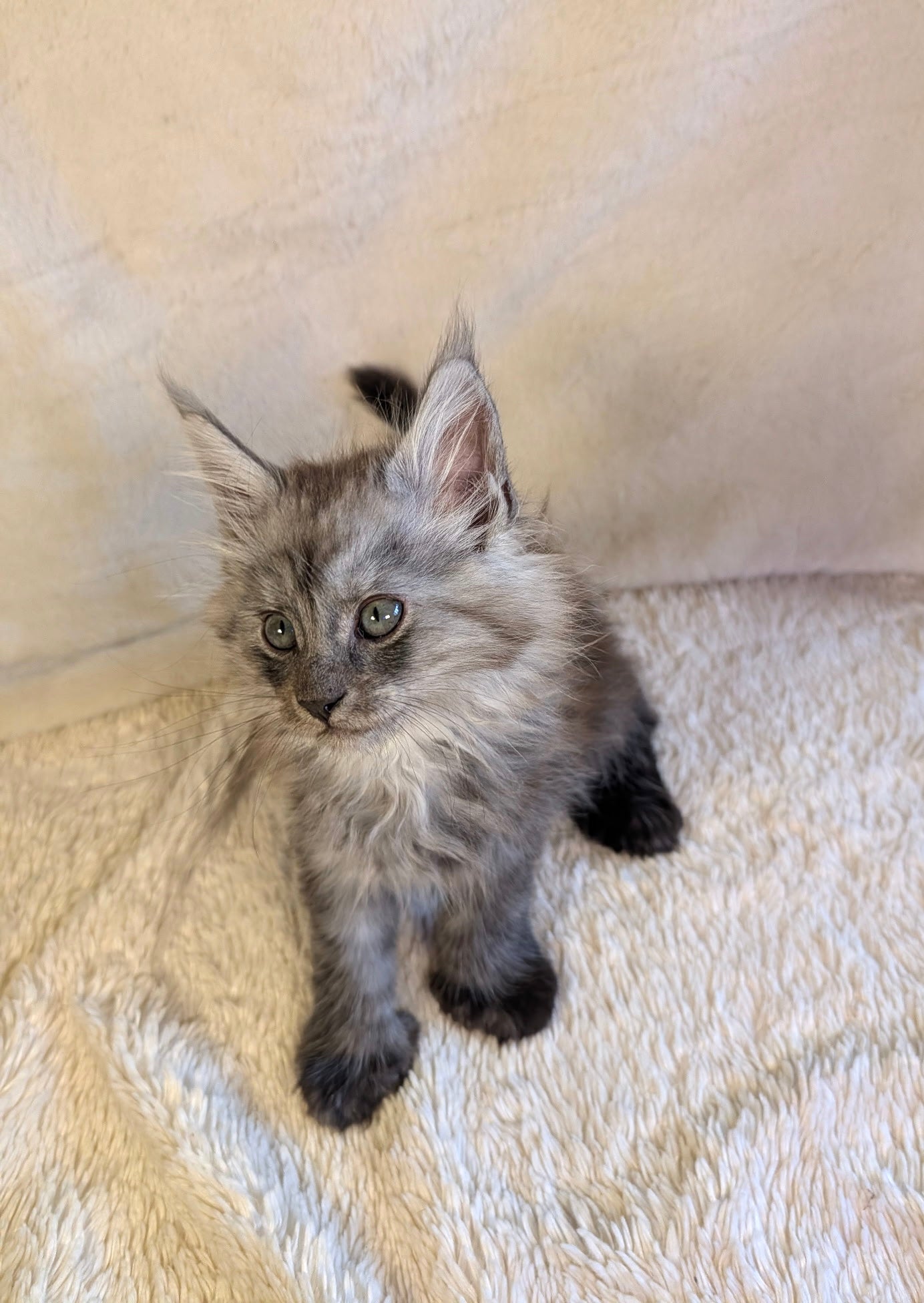 Black Smoke Maine Coon Polydactyl male 2 - located in Toronto area