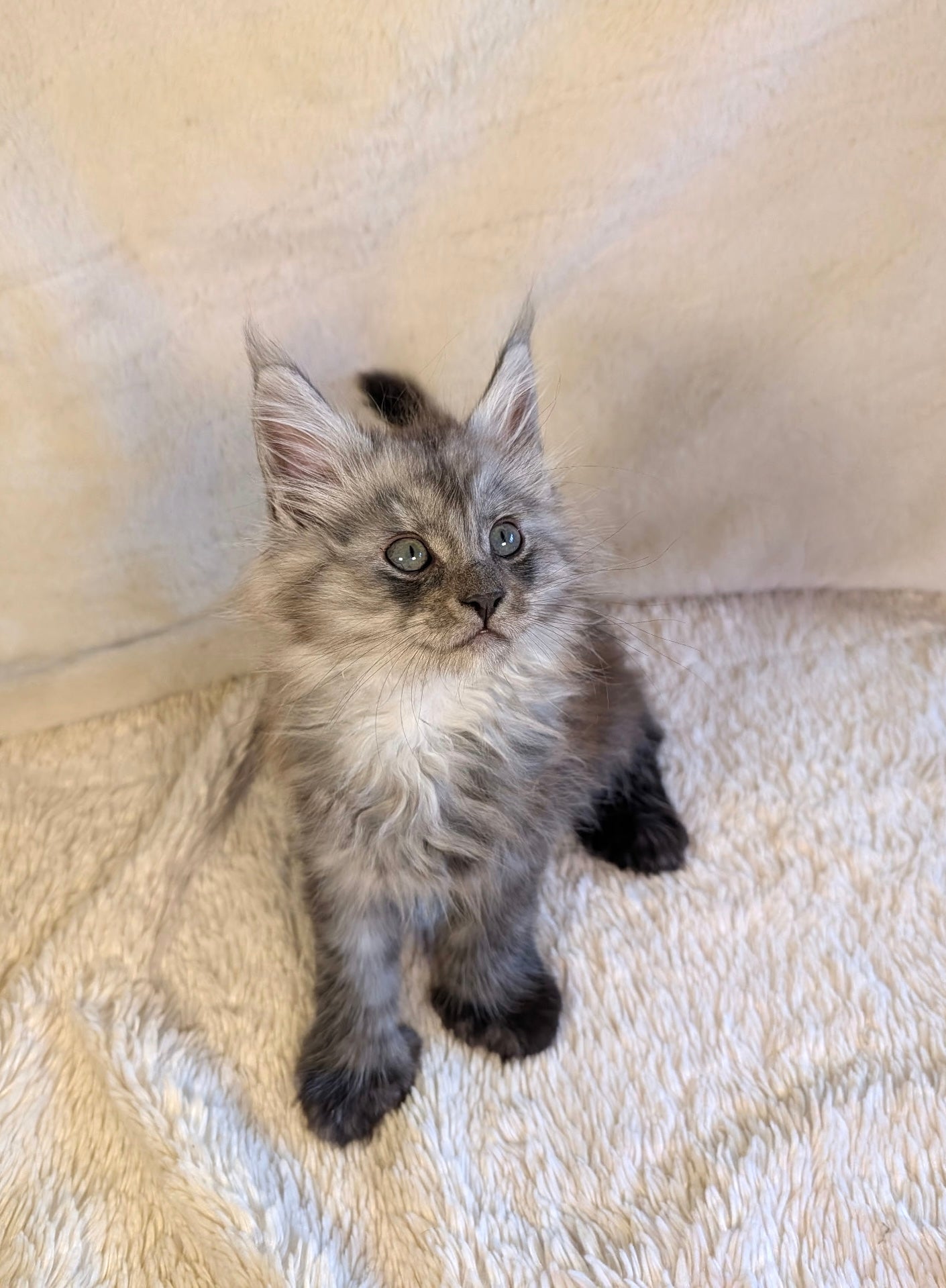 Black Smoke Maine Coon Polydactyl male 2 - located in Toronto area