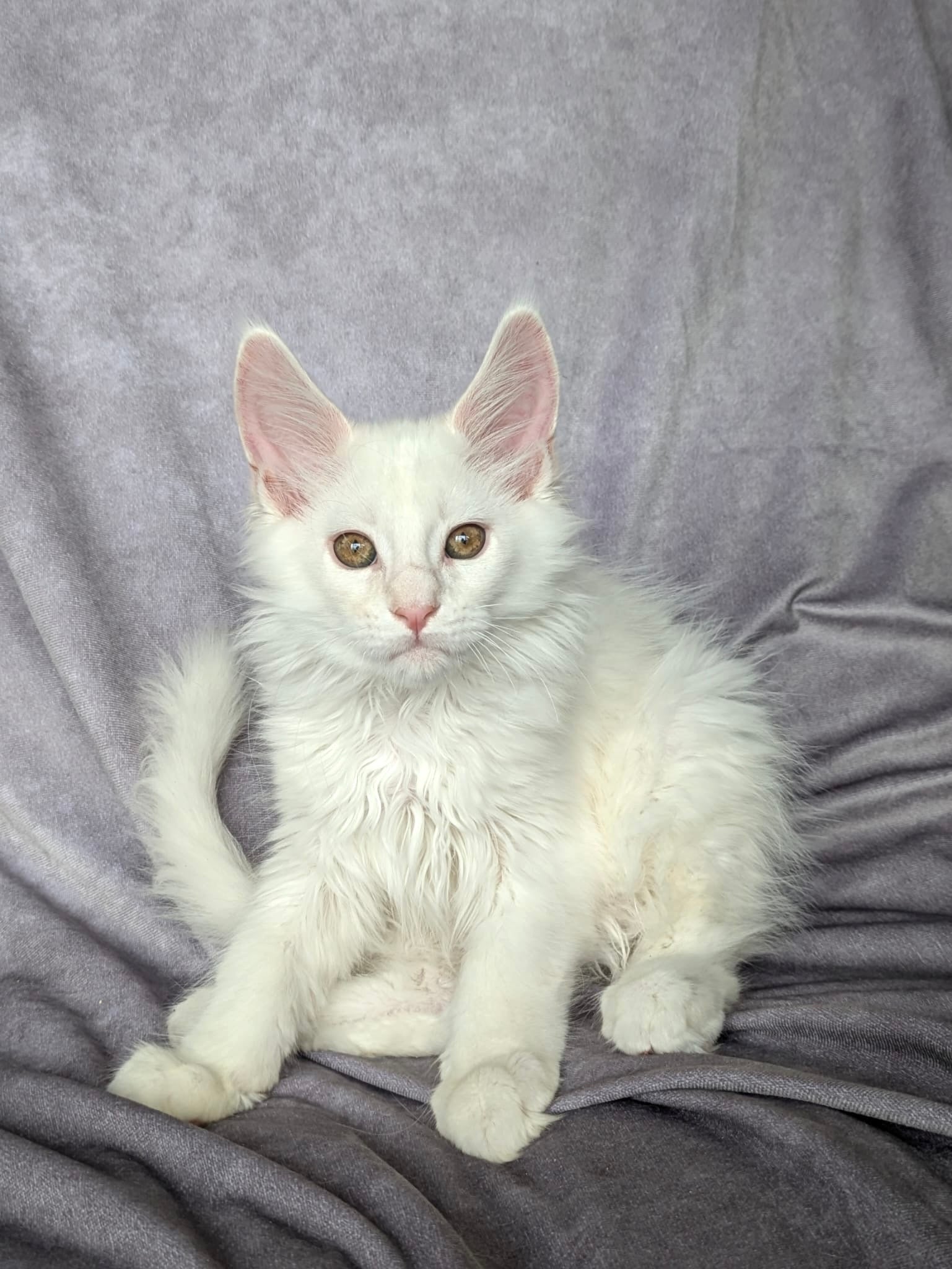 Red Shaded Maine Coon male / Located in Ottawa