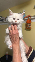 Load image into Gallery viewer, Red Shaded Tortie Maine Coon female / Located in Rochester area, US
