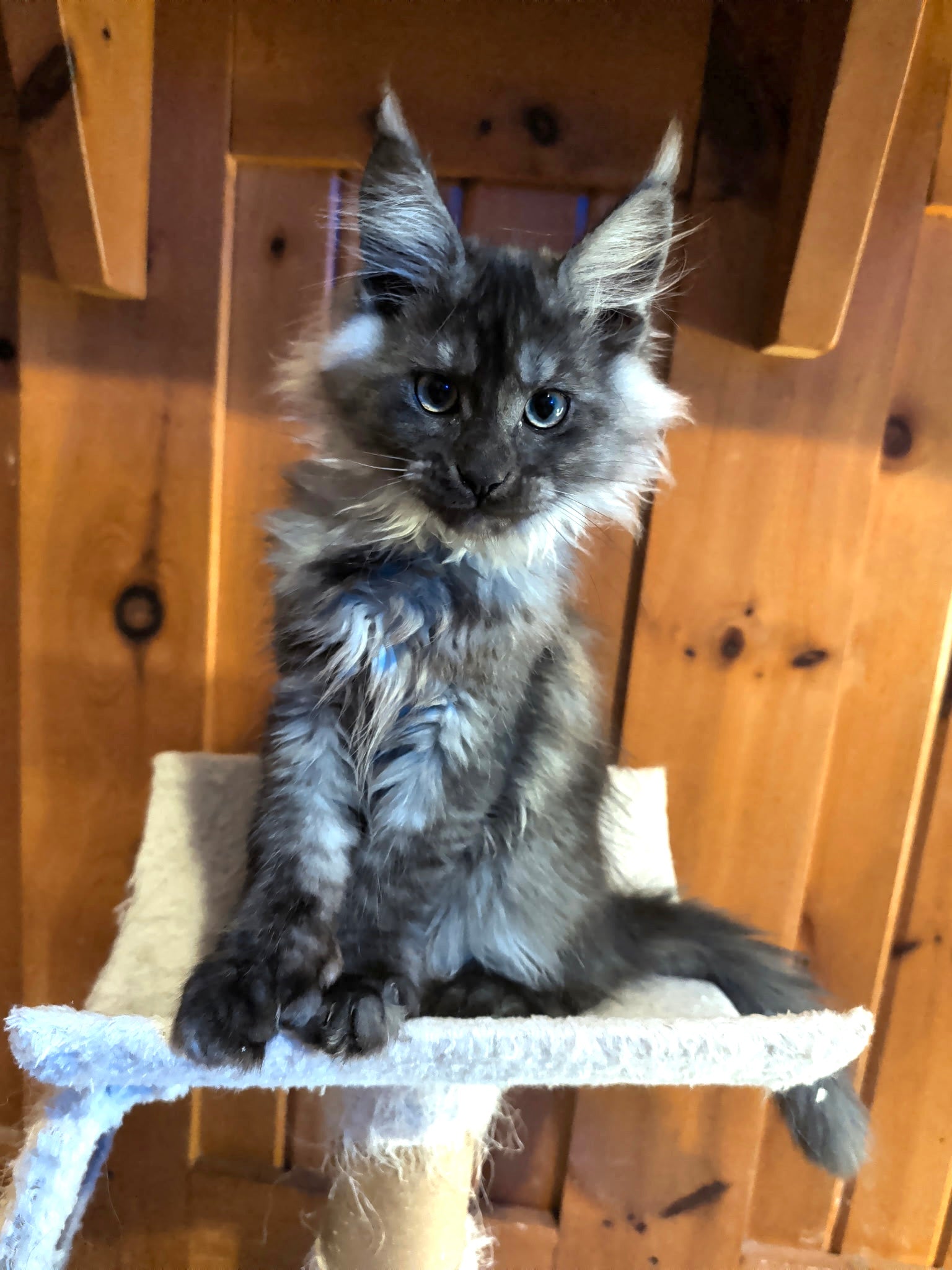 Black Smoke Maine Coon Polydactyl male 2 - located in Toronto area
