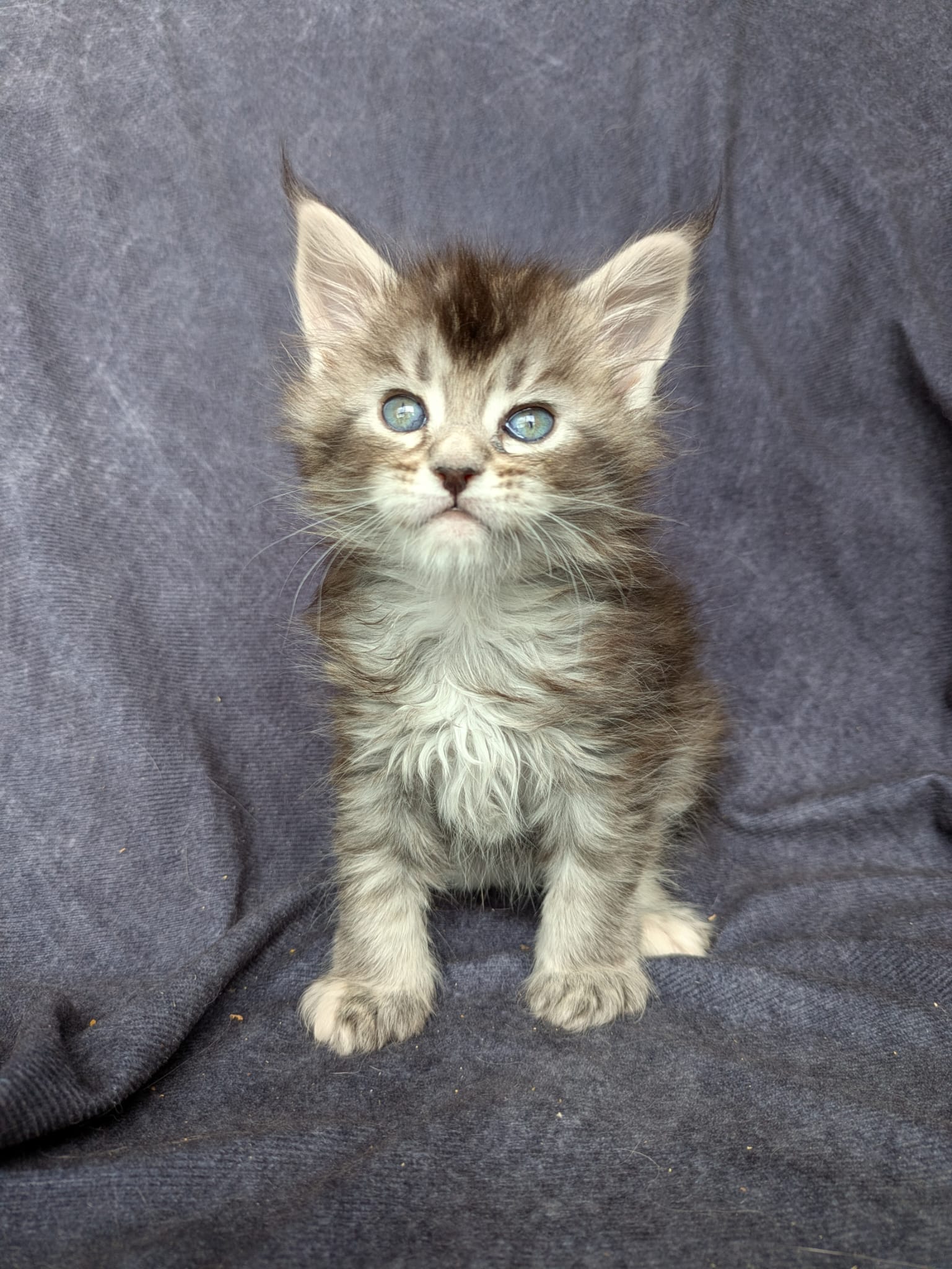 Black Silver Tortie Maine Coon female / Located in Ottawa