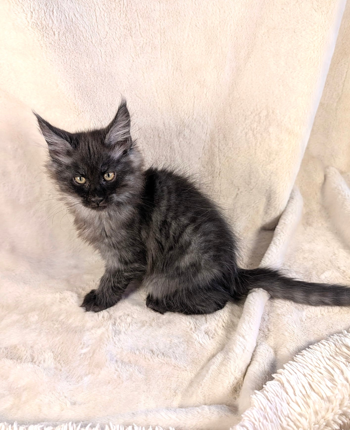 Black Smoke Maine Coon male - located in Toronto area