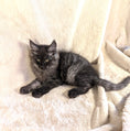 Load image into Gallery viewer, Black Smoke Maine Coon male - located in Toronto area
