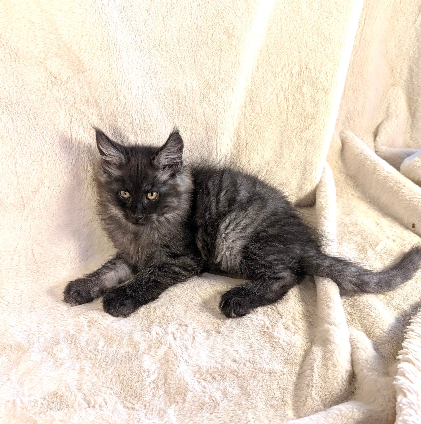 Black Smoke Maine Coon male - located in Toronto area