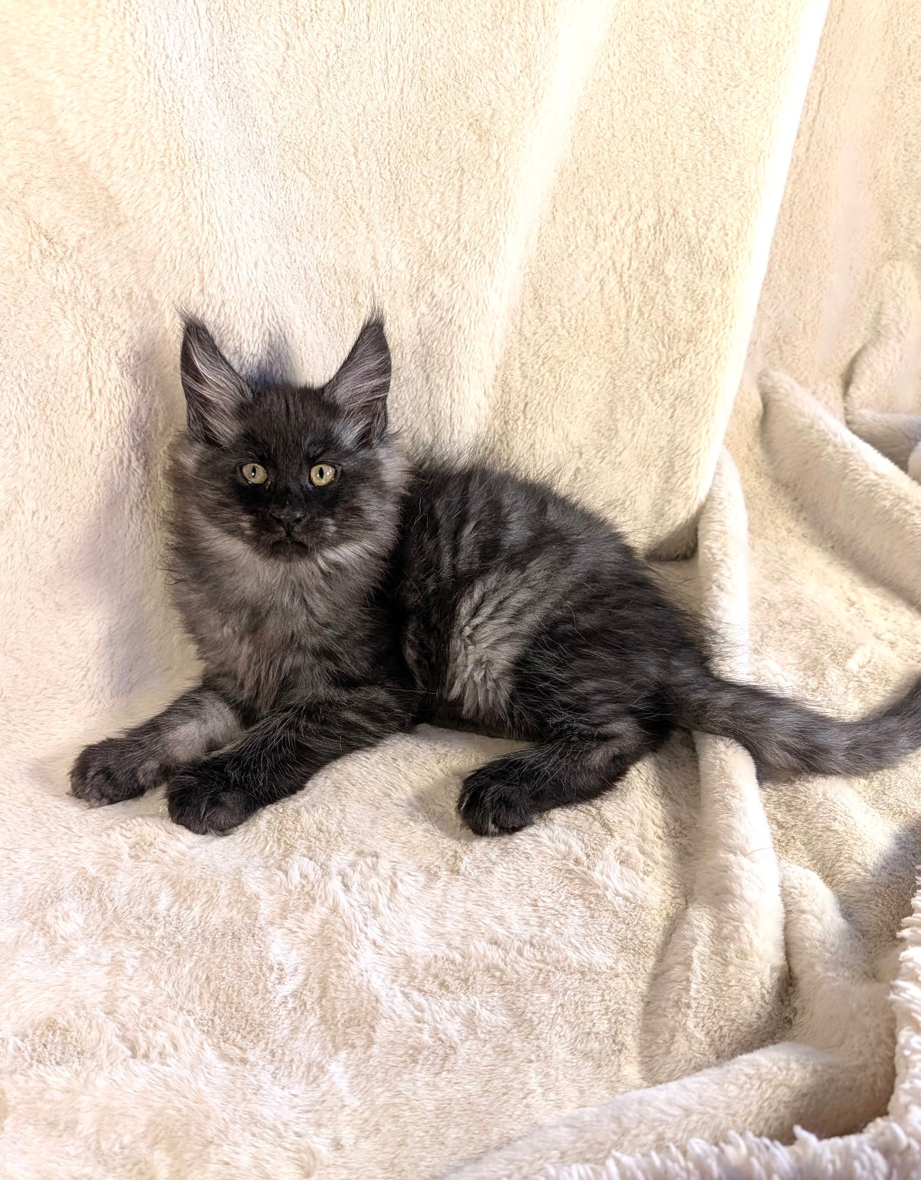 Black Smoke Maine Coon male - located in Toronto area