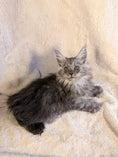 Load image into Gallery viewer, Black Smoke Maine Coon Polydactyl female - located in Toronto area
