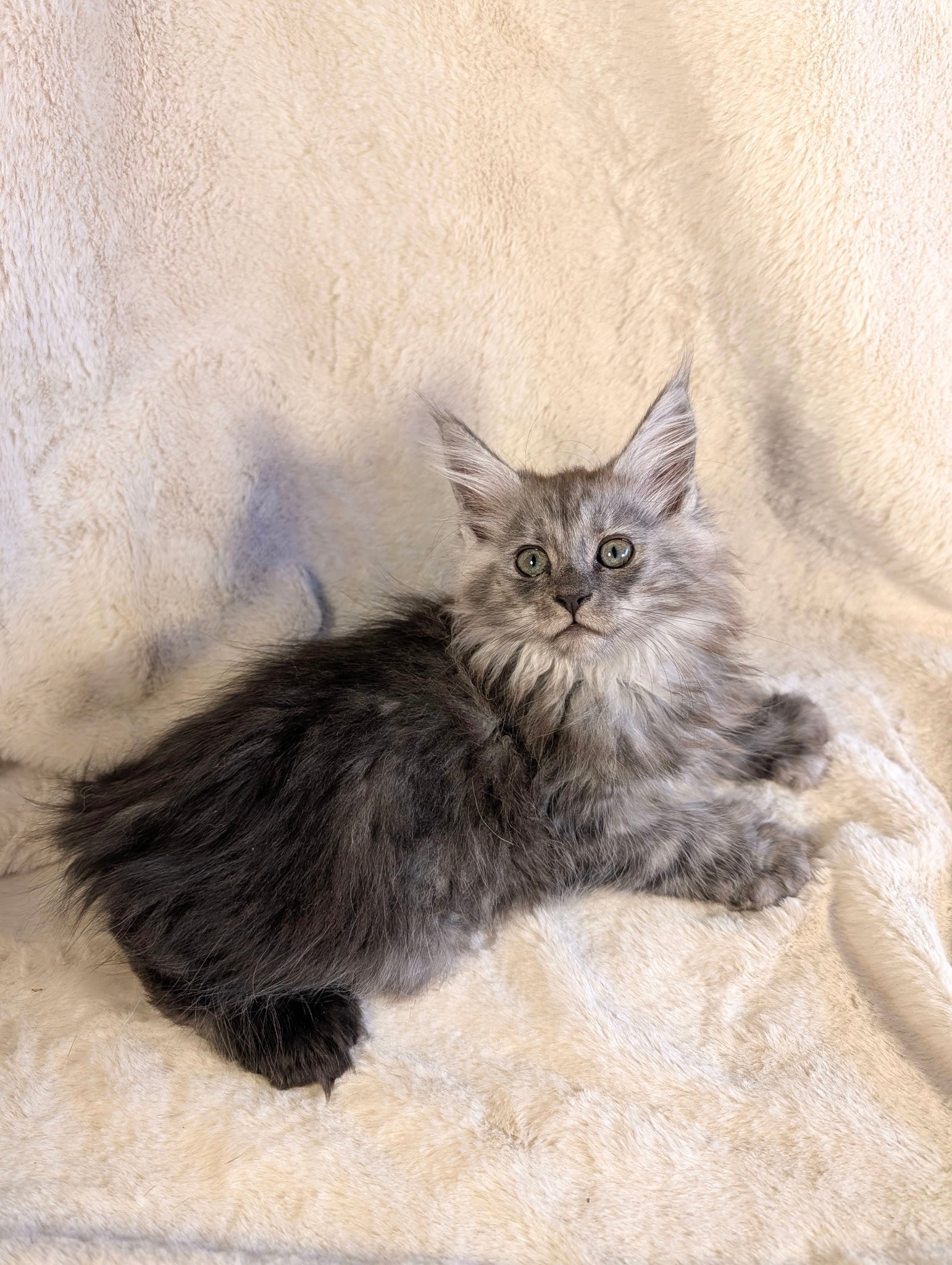 Black Smoke Maine Coon Polydactyl female - located in Toronto area
