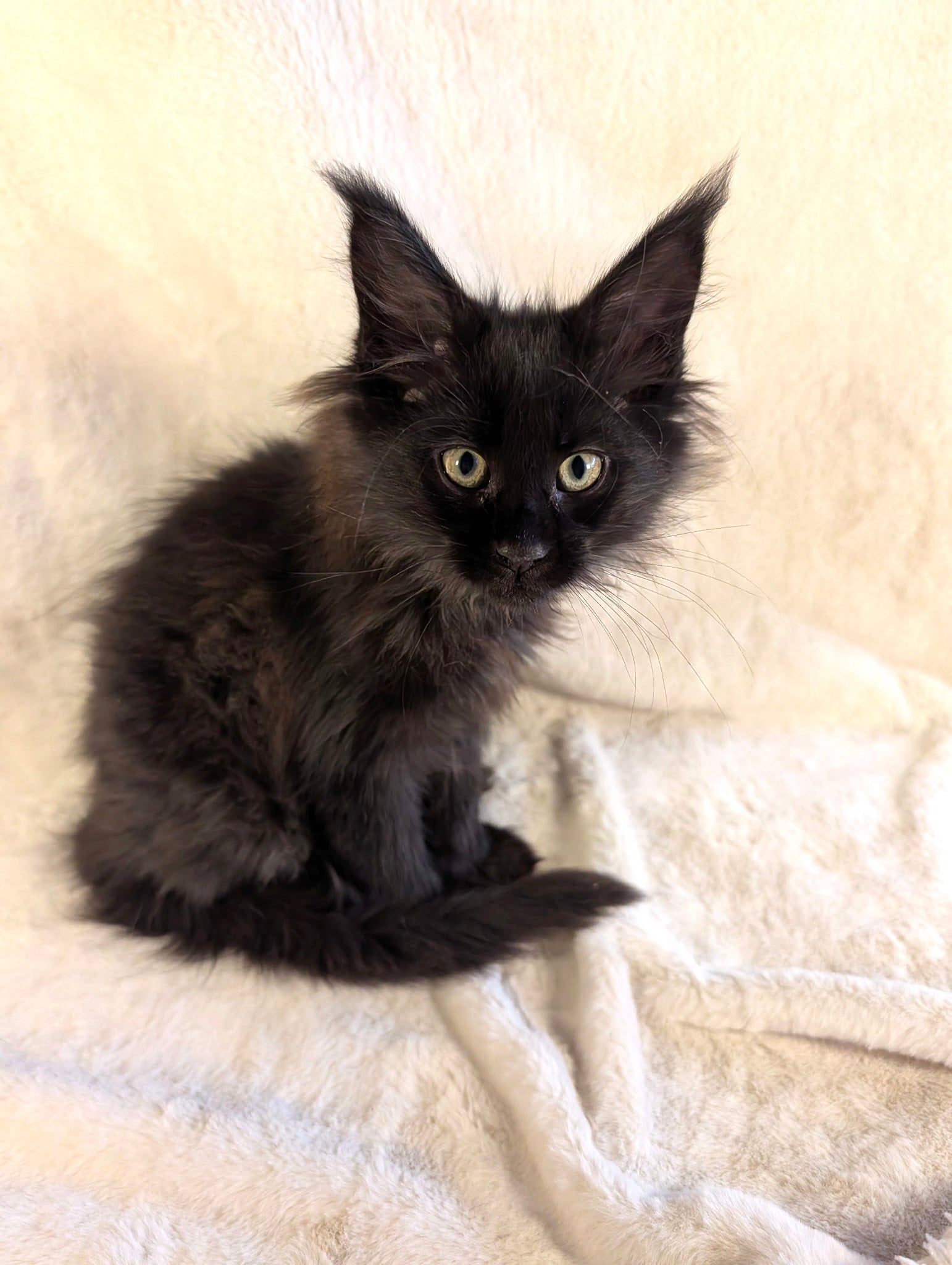 Black Maine Coon Polydactyl female 1 - located in Toronto area
