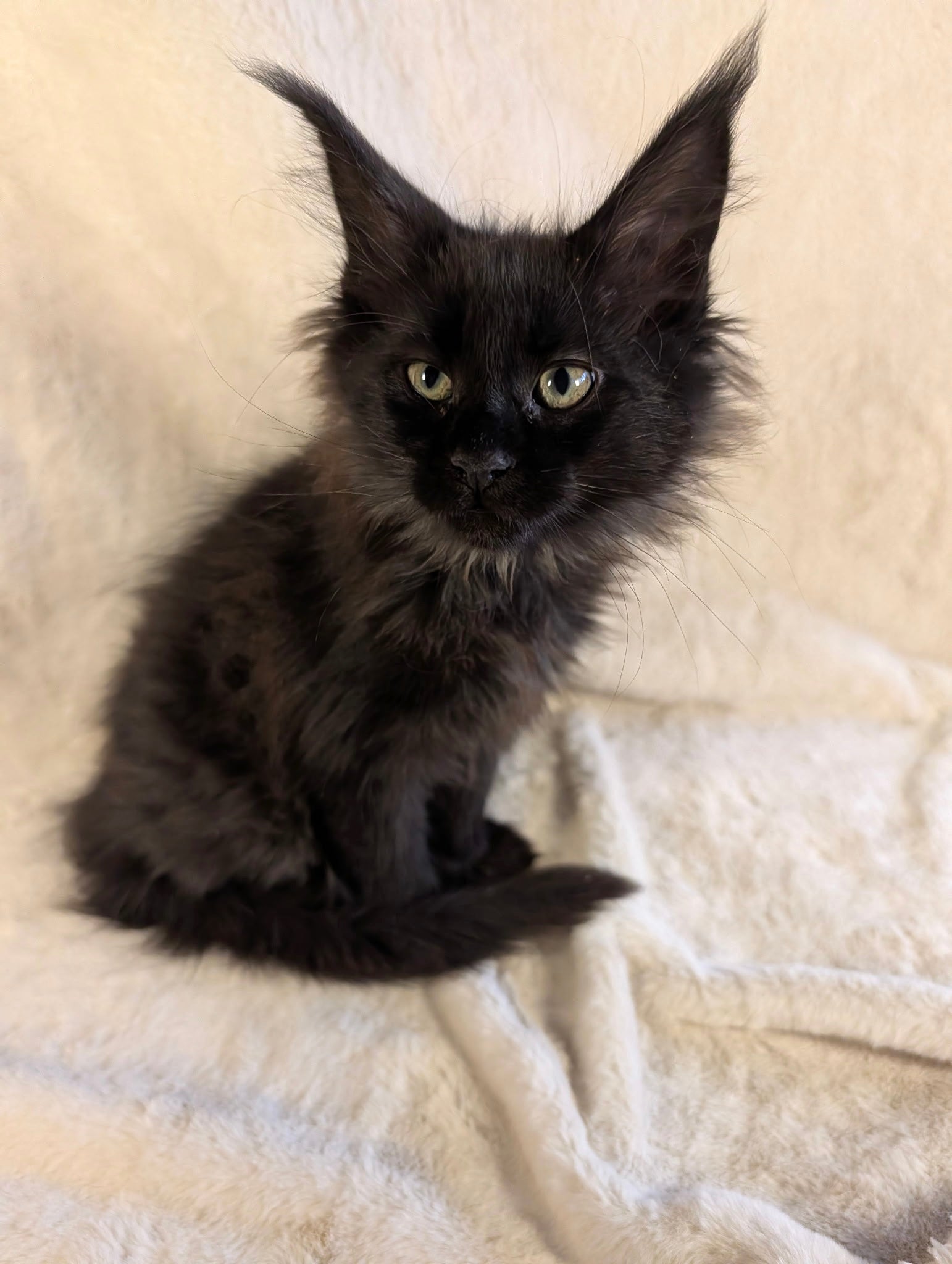 Black Maine Coon Polydactyl female 1 - located in Toronto area