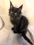 Load image into Gallery viewer, Black Maine Coon Polydactyl female 2 - located in Toronto area
