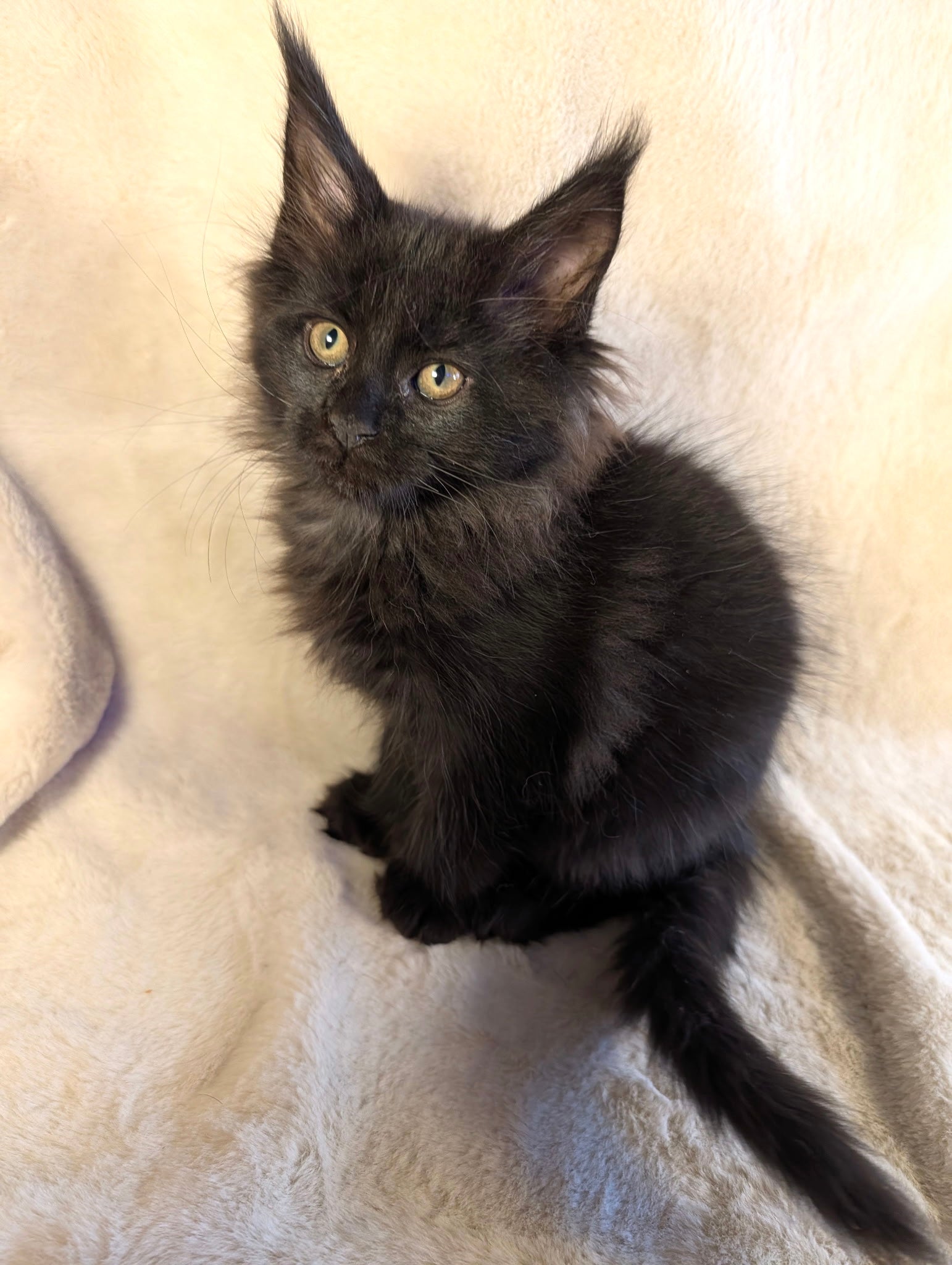 Black Maine Coon Polydactyl female 2 - located in Toronto area