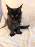 Load image into Gallery viewer, Black Maine Coon Polydactyl female 2 - located in Toronto area
