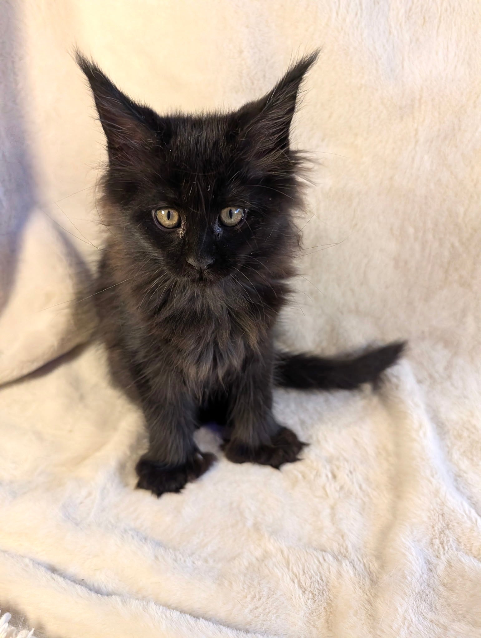 Black Maine Coon Polydactyl female 2 - located in Toronto area
