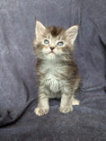 Load image into Gallery viewer, Black Silver Tortie Maine Coon female / Located in Ottawa
