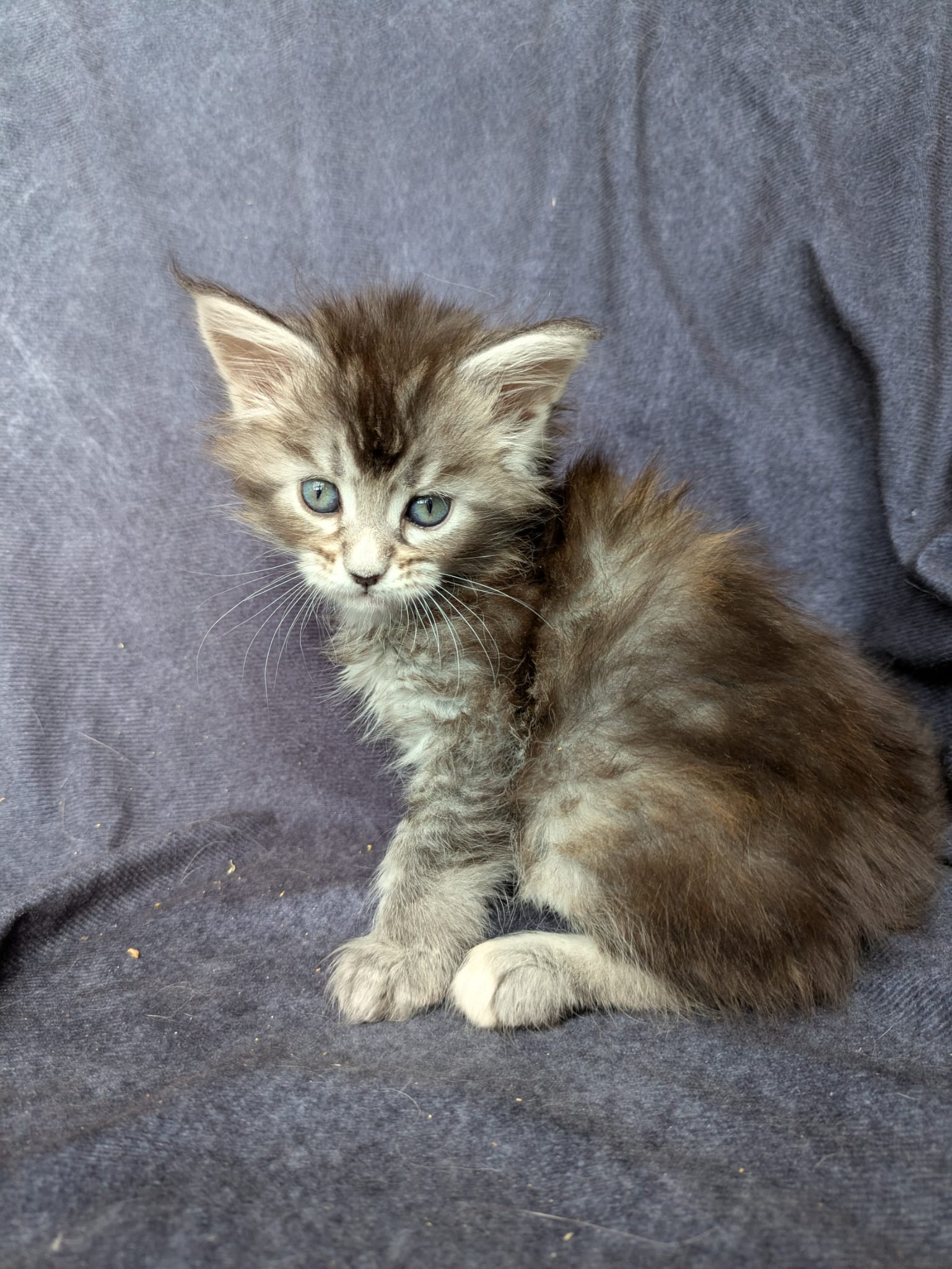Black Silver Tortie Maine Coon female / Located in Ottawa