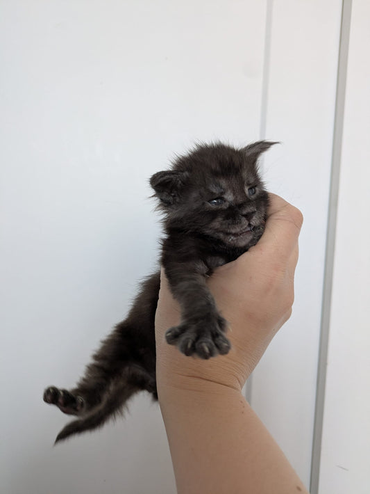 Black Smoke Maine Coon Male / Located in Ottawa