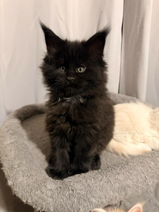 Black Maine Coon Polydactyl male / Located in Rochester area, US