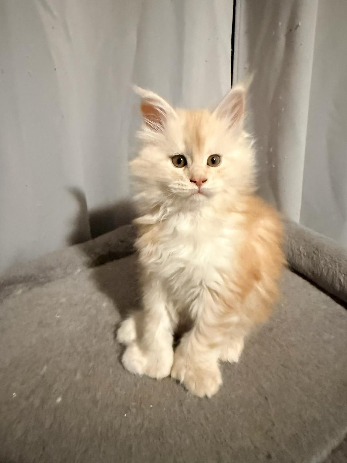Red Silver Maine Coon Polydactyl male / Located in Rochester area, US