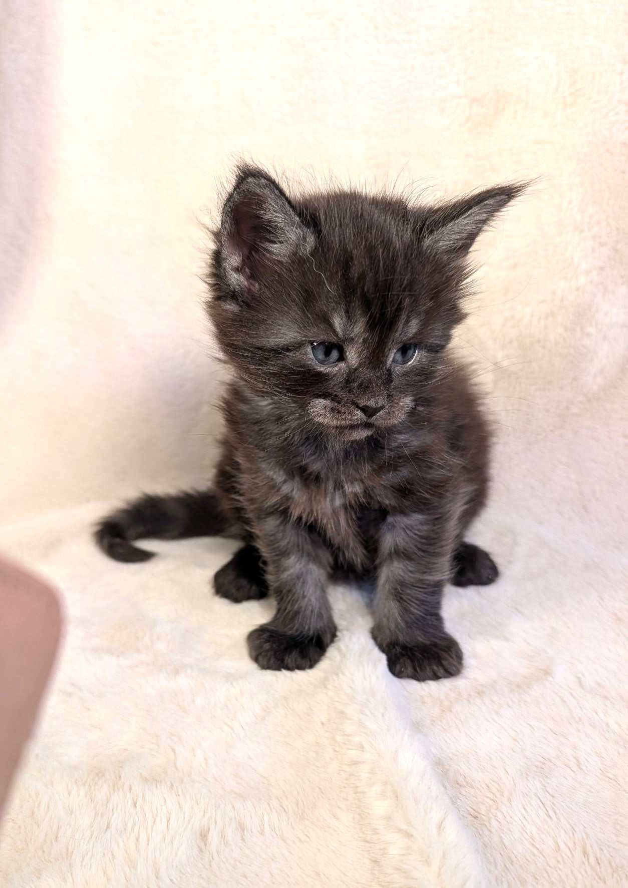 Black Smoke Maine Coon male - located in Toronto area