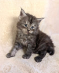 Load image into Gallery viewer, Black Silver Maine Coon male - located in Toronto area
