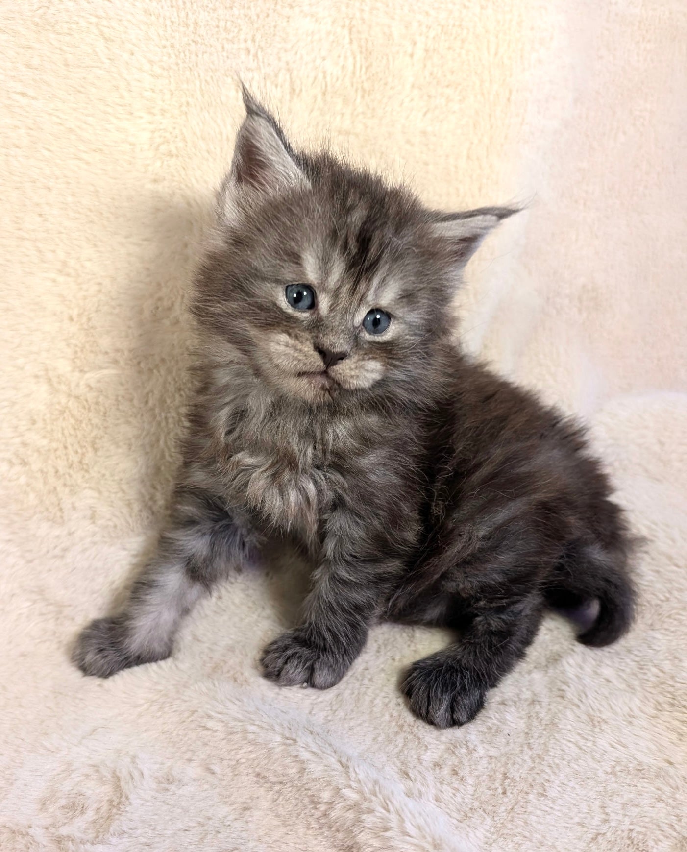 Black Silver Maine Coon male - located in Toronto area