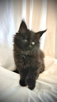 Load image into Gallery viewer, Black Maine Coon Polydactyl male / Located in Rochester area, US
