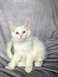 Load image into Gallery viewer, Red Shaded Maine Coon male / Located in Ottawa
