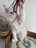 Load image into Gallery viewer, Red Shaded Maine Coon Polydactyl male - located in Ottawa area
