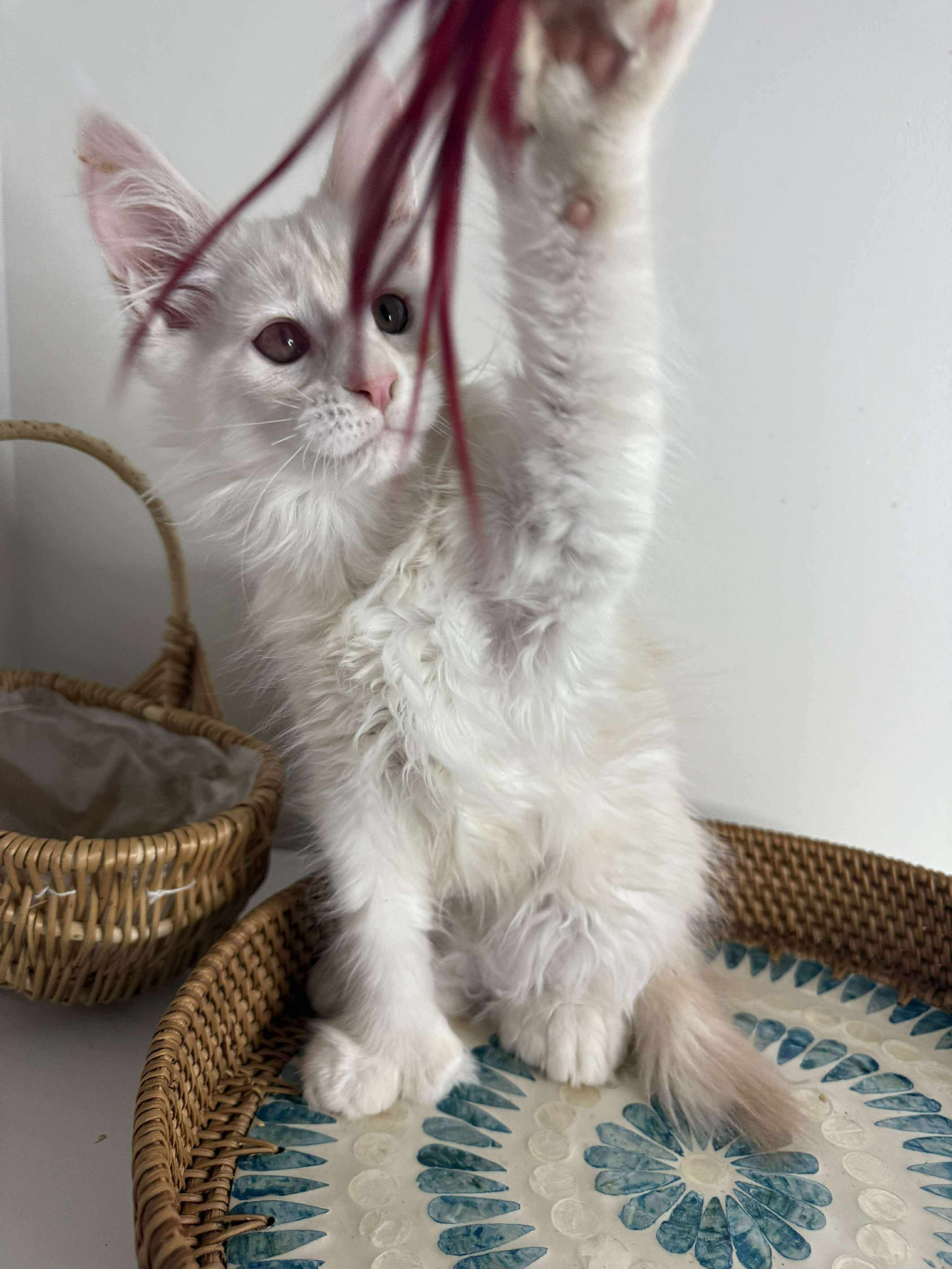 Red Shaded Maine Coon Polydactyl male - located in Ottawa area