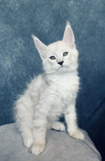 Load image into Gallery viewer, Black Silver Shaded Maine Coon male / Located in Ottawa
