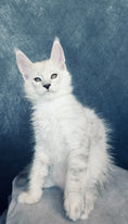 Load image into Gallery viewer, Black Silver Shaded Maine Coon male / Located in Ottawa
