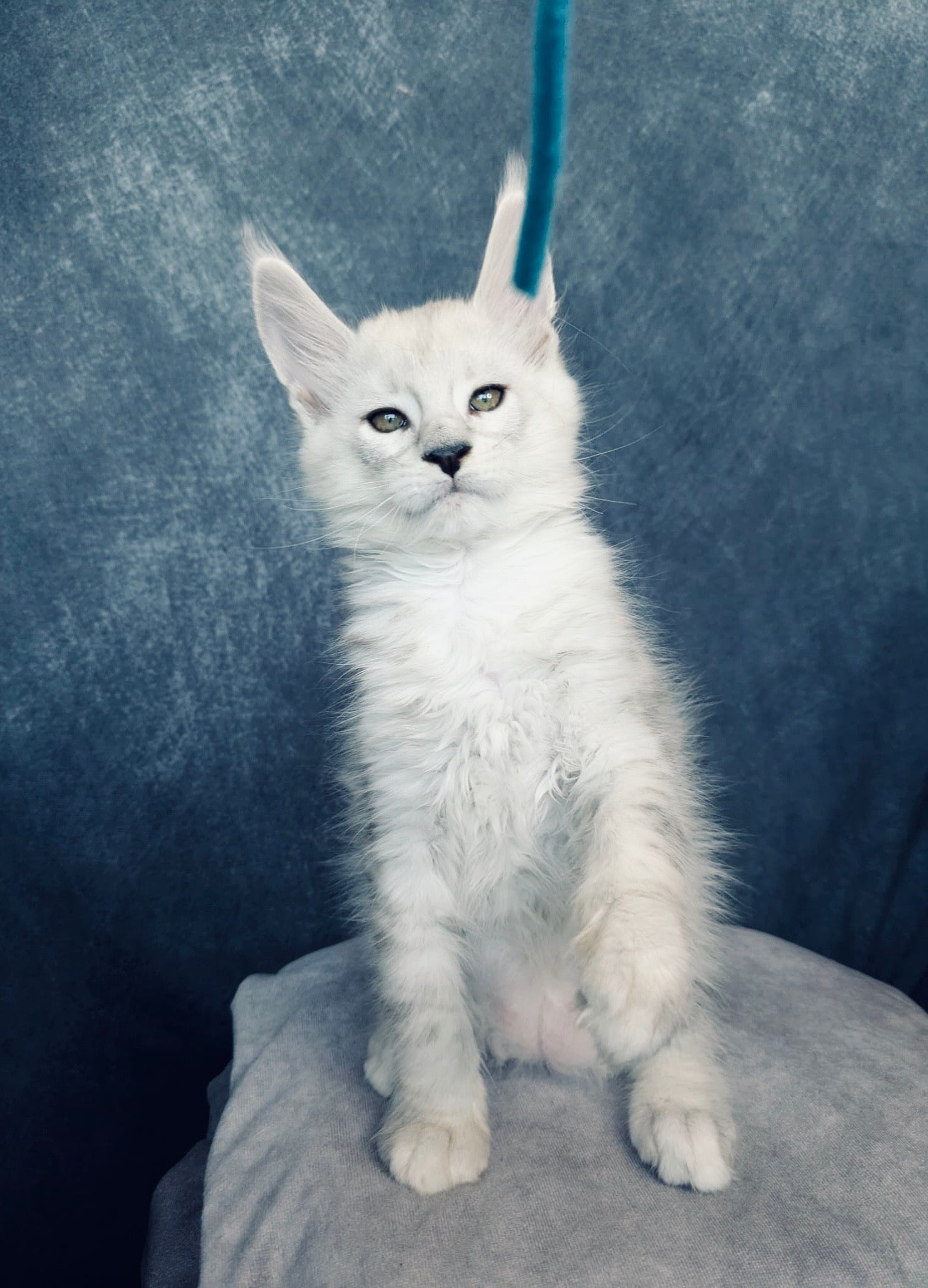 Black Silver Shaded Maine Coon male / Located in Ottawa