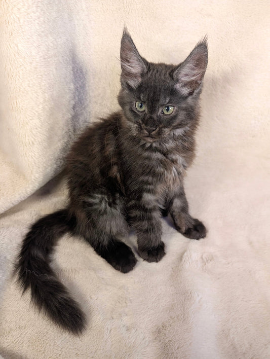 Black Smoke Maine Coon male - located in Toronto area