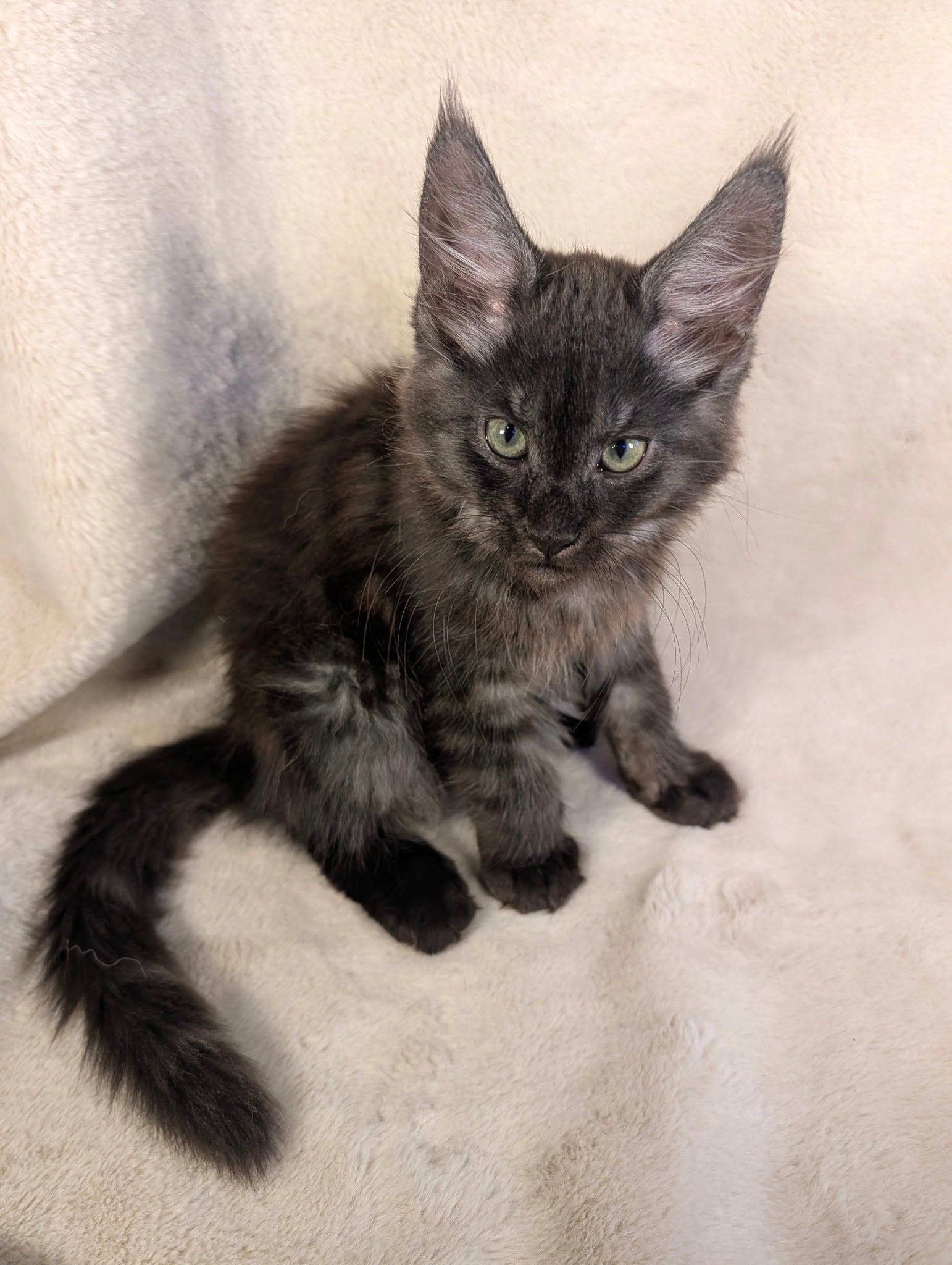 Black Smoke Maine Coon male - located in Toronto area