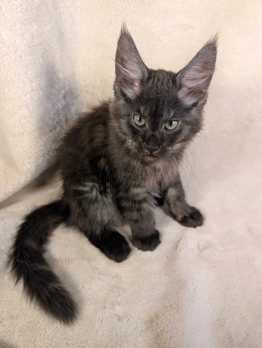 Black Smoke Maine Coon male - located in Toronto area