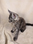 Load image into Gallery viewer, Black Silver Maine Coon male - located in Toronto area
