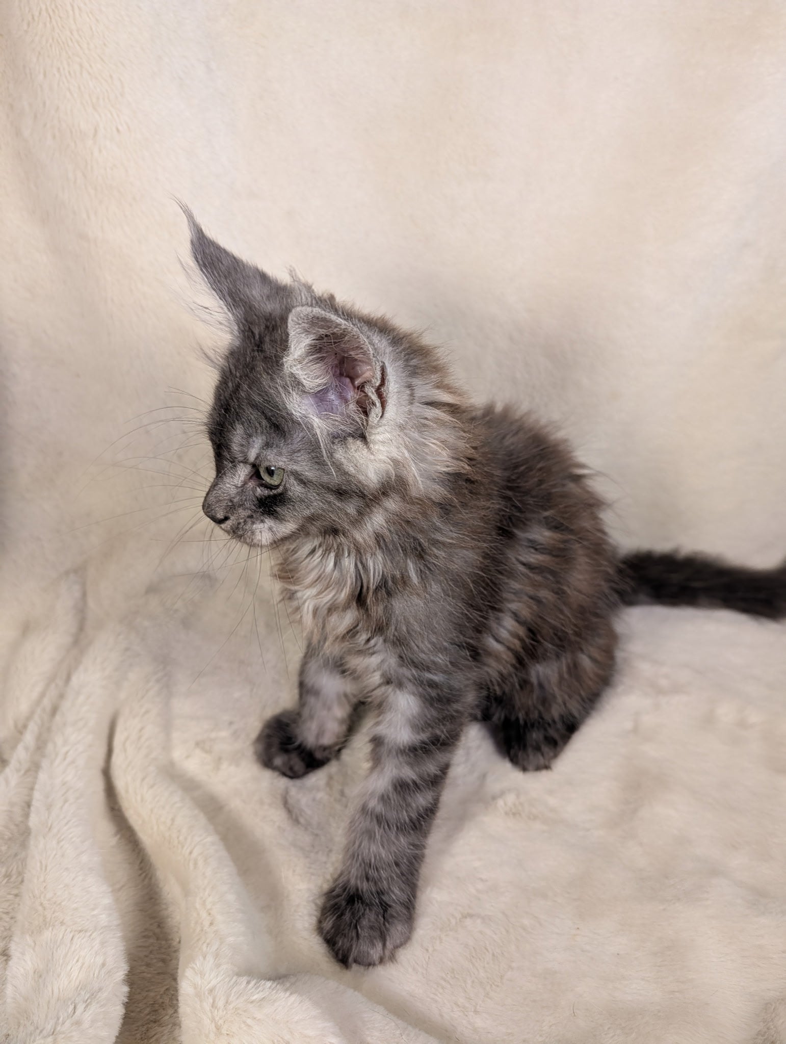 Black Silver Maine Coon male - located in Toronto area
