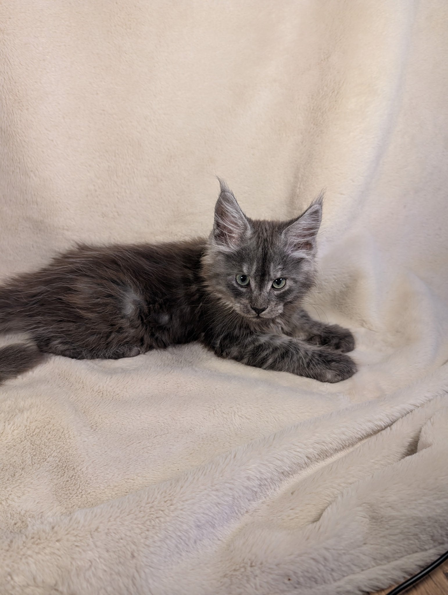 Black Silver Maine Coon male - located in Toronto area