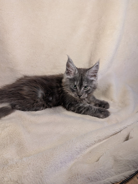 Black Silver Maine Coon male - located in Toronto area